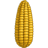 SWEET CORN