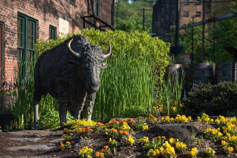 Thunder Buffalo Statue by Buffalo Trace Distillery Visitor Cente